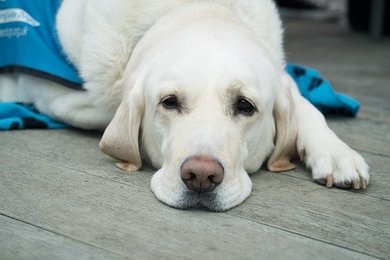 How John Newcombe and his support dog Casper became an award winning team