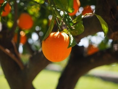 Case Study: Alzheimer’s Research UK – #ShareTheOrange