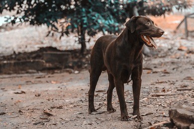 Specially-trained dogs will help find people living with dementia and other conditions.